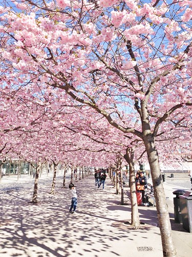 cherry blossom 2014