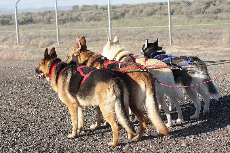 Finally, I have pics of all 4 dogs (2 Huskies + 2 GSDs) bikejoring together! 14314980517_3ff81c7178_c