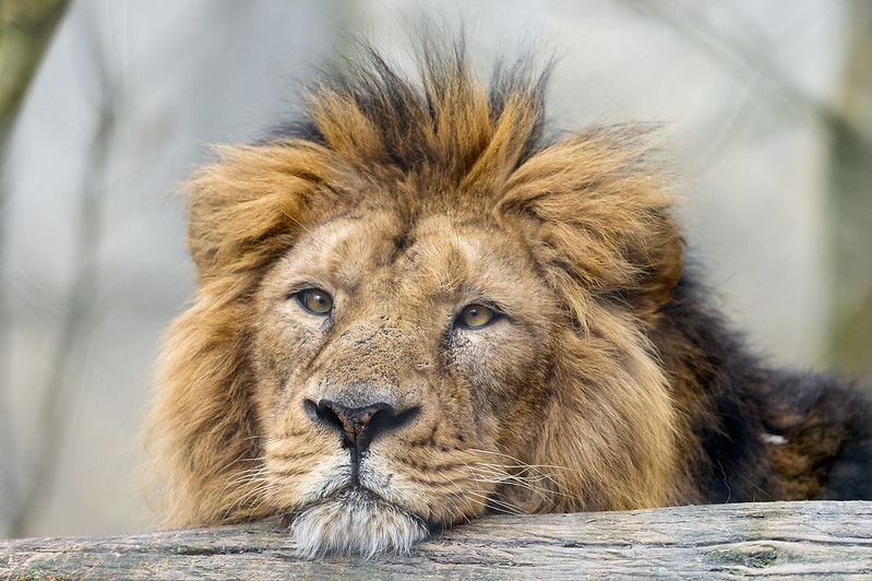 Lion with head on the log
