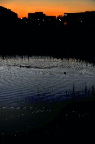 blue sunset reflection water weather wisconsin dark evening twilight pond sundown fair clear oasis swans brookfield hdr waterbirds waukeshacounty nikond90