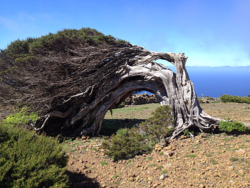 Juniper tree, El Hierro