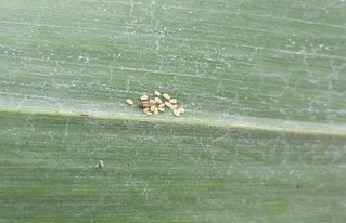 Picture of sugarcane aphid alate with offspring