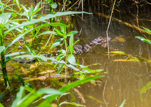 park baby pond state alligator american tickfaw
