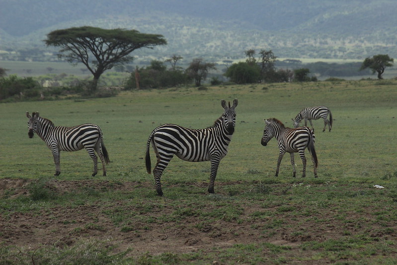Танзания на Новый Год 2014. Занзибар + 4 дня сафари за 100 000р.
