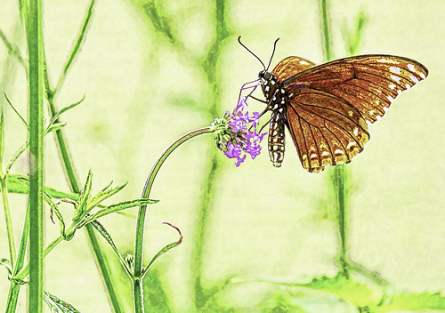 flowers painterly illinois blossoms butterflies glencoe cbg chicagobotanicgarden nikkor18300mm