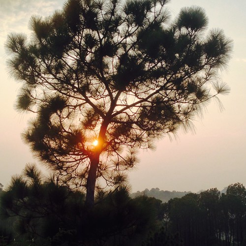 light sunset india tree pinetree himachalpradesh iphonephotography bhadarkali ricktoor