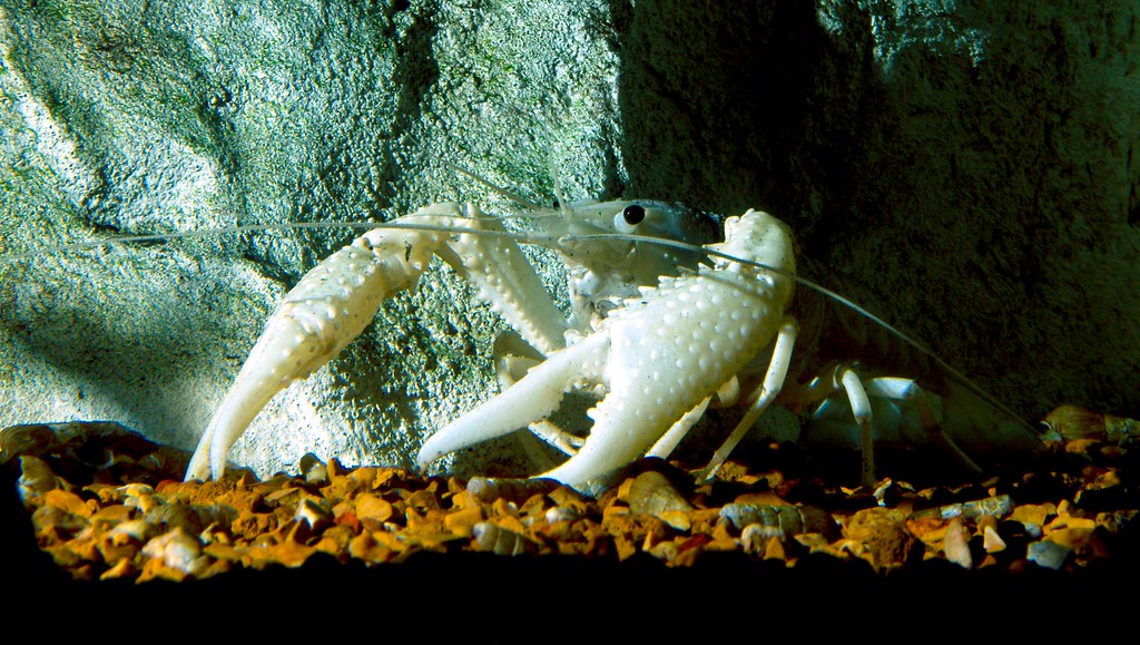Electric White Lobster_3