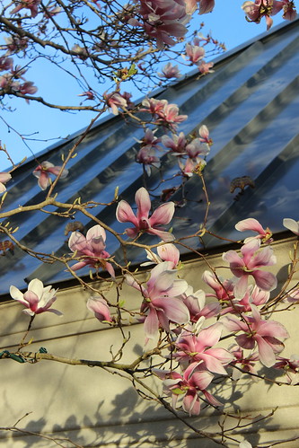 Meadowlark Botanic Gardens - Magnolia Blooms By Visitor Center