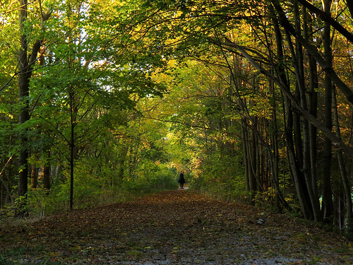 autumn trees ontario canada fall leaves forest canon october path katie powershot 40 stratford 2012