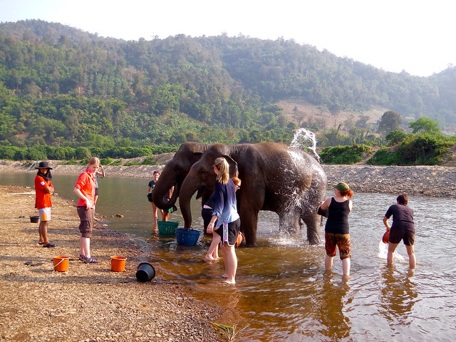 Volunteering at Elephant Nature Park