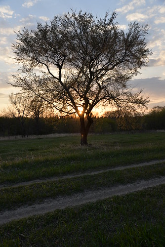 travel sunset usa tree rural nikon northdakota nikkor chaffee mapleriver d610 24120mmf4gvr hamitonwillsstatewildlifemanagermentarea