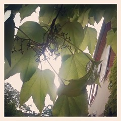 under leaves