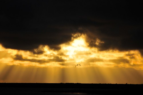 bird clouds morning sargent sunrise texas