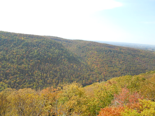 autumn trees landscape