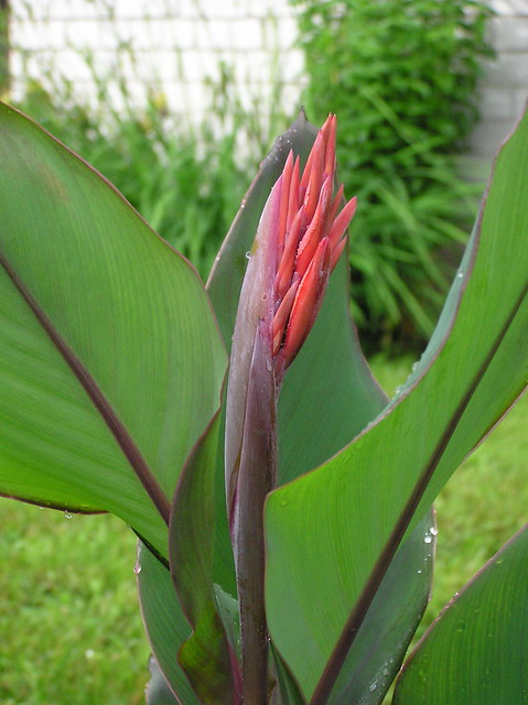 Canna 'Whithelm Pride'