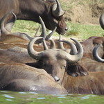 Water buffalo in the Kazinga Channel at Queen Elizabeth National Park, Uganda
