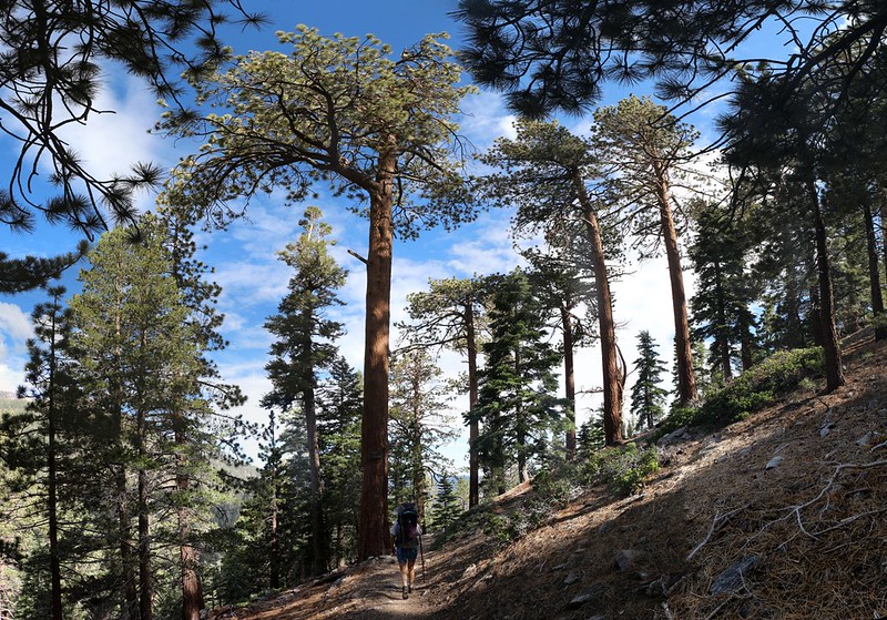 Tall pines in the morning light as we hike out on the Dry Lake Trail
