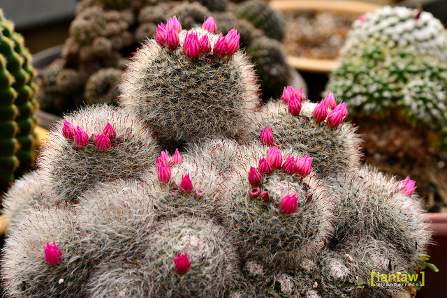Kundasang Flower Farm Cacti