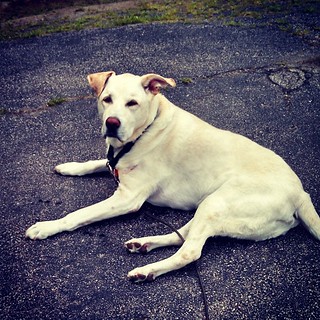 Zeus says Good driveway lounging Morning IG! #instadog #dogstagram #bigdog #labmix #mutt #seniordog #ilovemyseniordog #ilovebigmutts #love #happydog #ilovemydogs #summer #mybaby