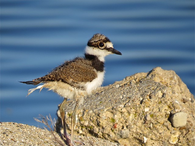 Killdeer chick at the Gridley Wastewater Treatment Ponds in McLean County, IL 02