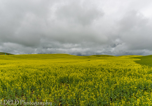 palouse pullman washington unitedstates us canola field plouse flowers yellow storm clouds stormy spring