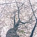 #��#樱花#樱#sakura#cherryblossom#flower#️#rain#雨#shanghai#上海#vscocam#春#春天#lookup#spring#iphoneonly#竹园绿地