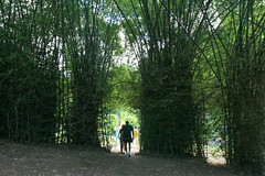 Bamboo Thicket