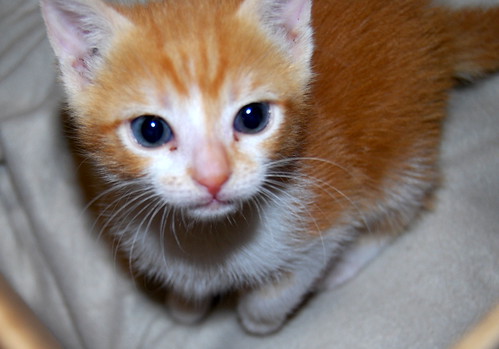 Rubi, gatito blanco y naranja buenísimo nacido en Marzo´14 busca hogar. Valencia. ADOPTADO. 13888300020_d59e69a87f