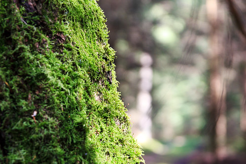 tree forest landscape bayern deutschland moss landschaft wald baum moos pegnitz timonphotography