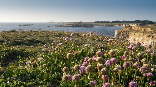 Sea Pinks at Point Arena