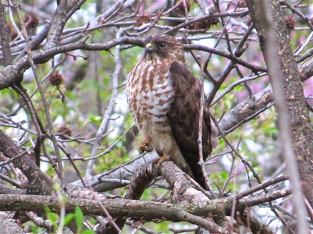 Broad-winged Hawk at Ewing Park in Bloomington, IL