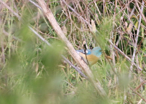 louisiana vagrant songbird bunting lazulibunting passerinaamoena pevetowoods