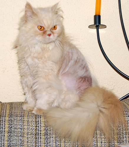 Alba, gata persa vainilla esterilizada de ojos cobrizos nacida en 2011, necesita un hogar. Valencia. ADOPTADA. 14142466930_dff7d8d99c