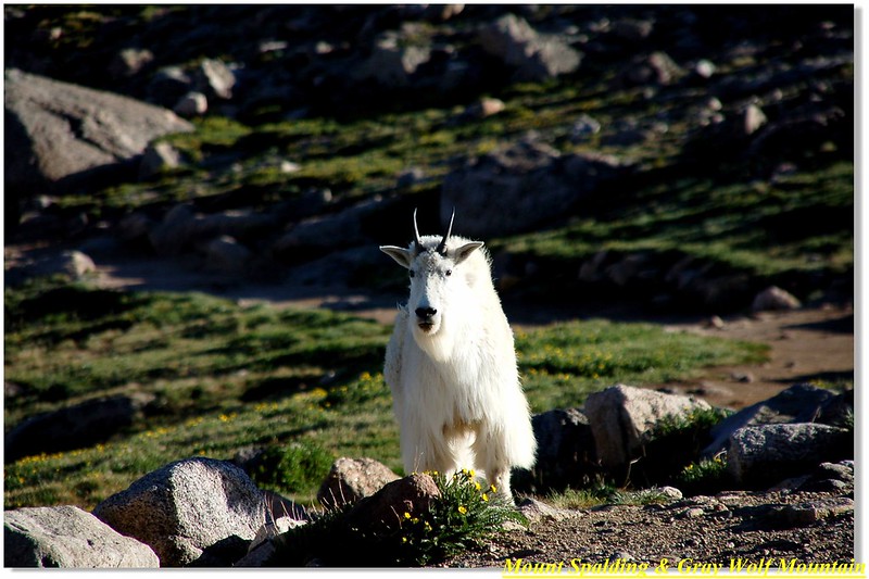 Mountain goats 5