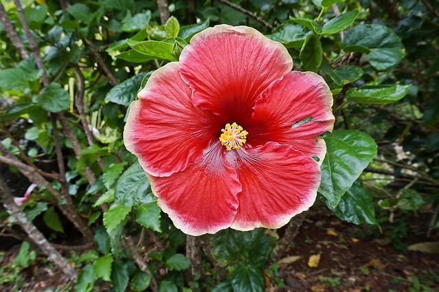 incredible hibiscus