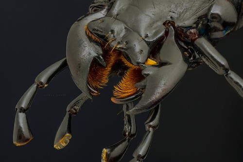 macro bug insect beetle ground makro böcek