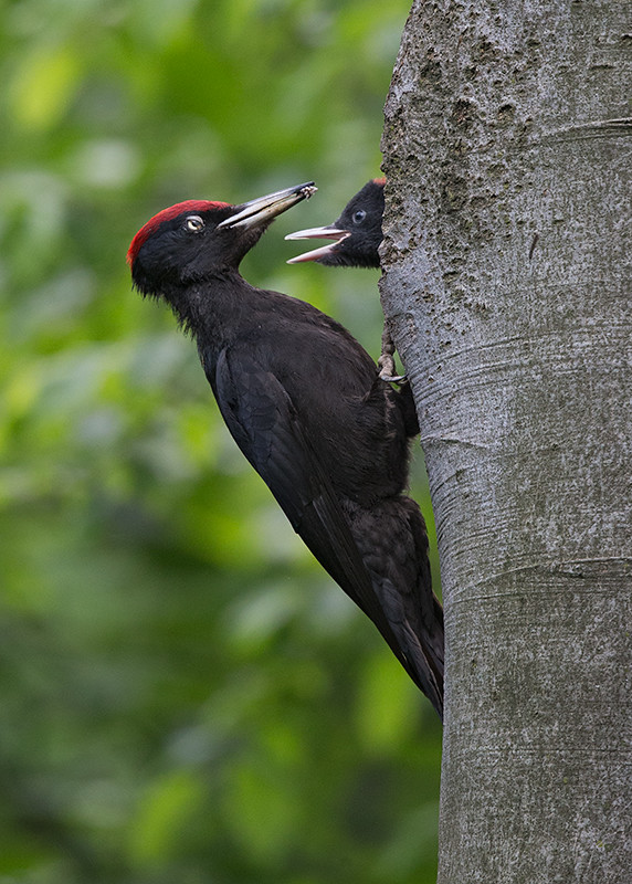 Black Woodpecker2