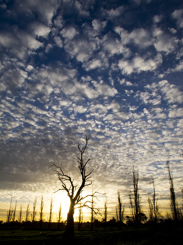 michael desimone canon g12 photography flickr powershot latrobe university sun set cloud clouds dead tree popalar