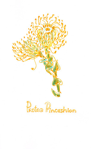 May 2014: Protea Pincushion