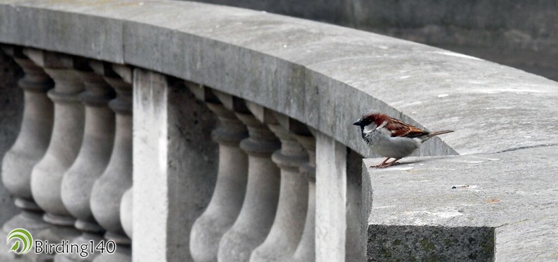 There are still House Sparrows in Paris