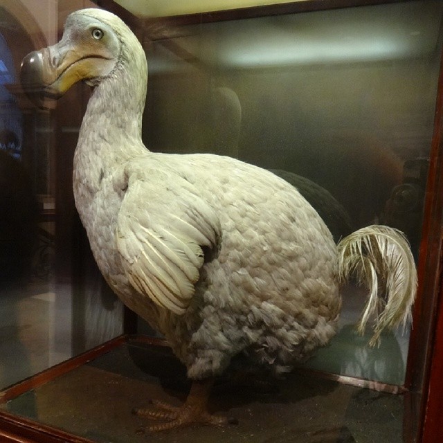 Dodo #dodo #bird #extinct #Bristol #qx10 #sonyqx10 #nofilter