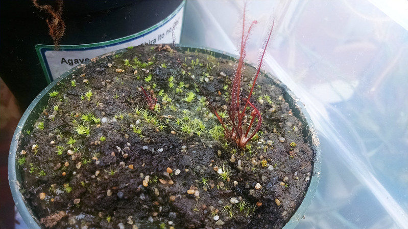 Drosera filiformis Florida Red plantlets.