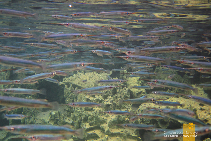 Needlefishes at Kayangan Lake in Coron Island