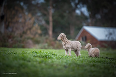 Lambs on the hill, WA Australia