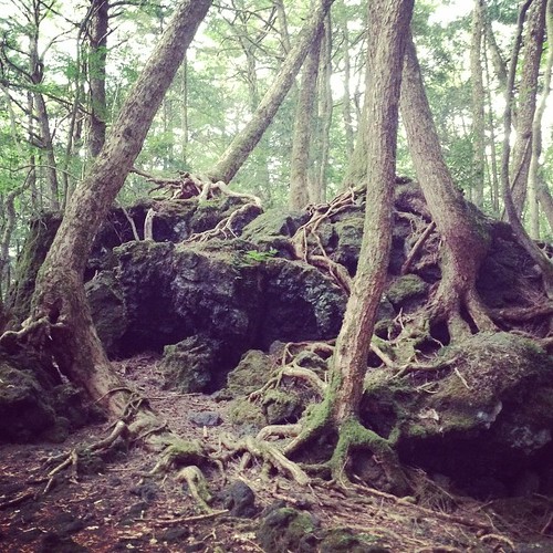 Aokigahara, Japan #lcenvs