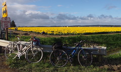 Bikes and Daffodils