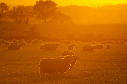 sunset orange back glow shropshire sheep hill lit lyth