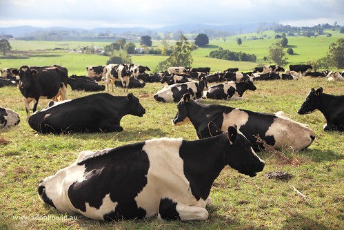 nature animal rural cow cattle cows farm australia victoria dairy herd animalia gippsland jindivick bosprimigenius