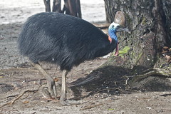 Southern Cassowary IMG_0615