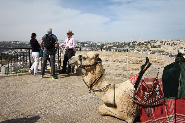 Camel at the Mount of Olives
